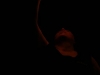 drachengold-licht-und-feuershow-10